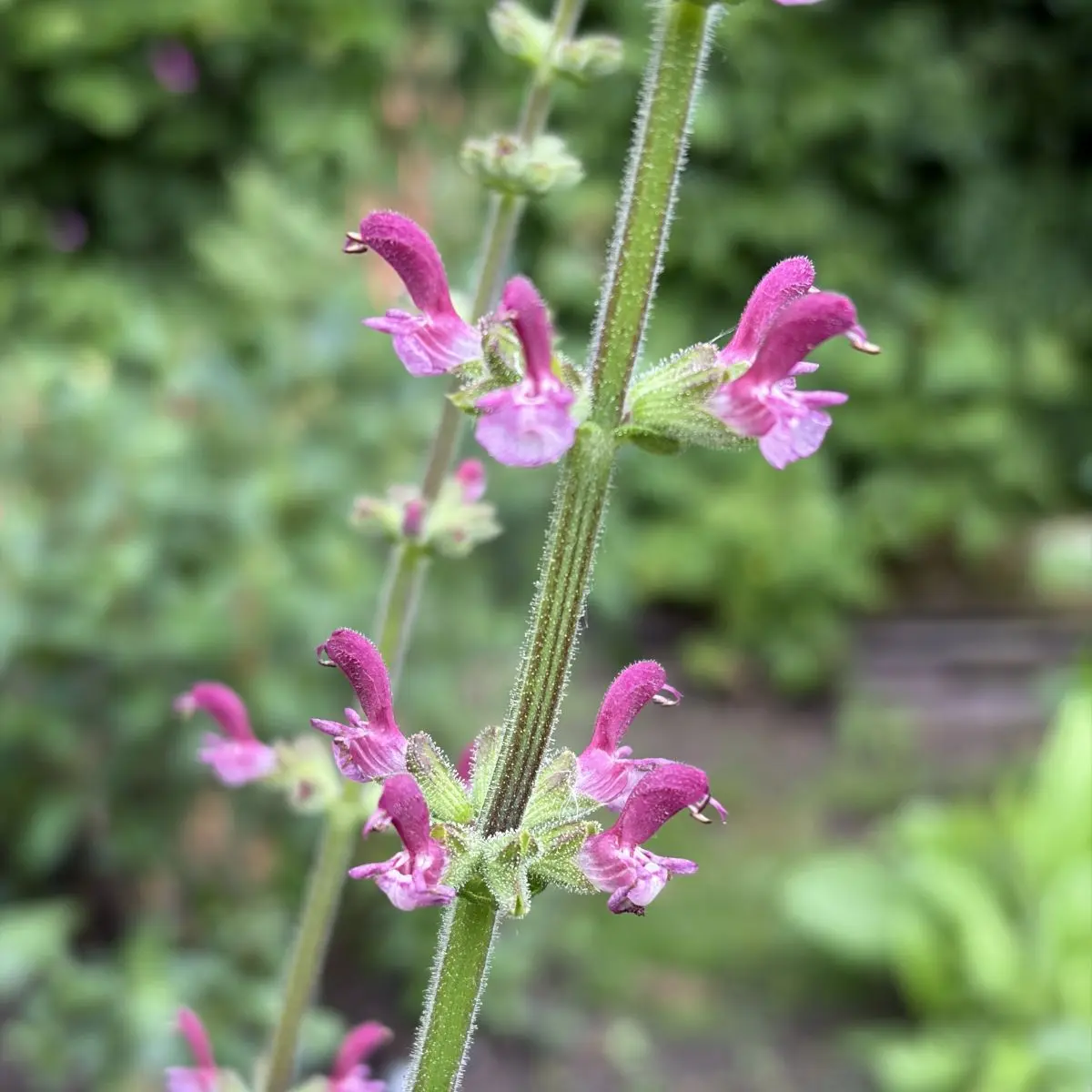 Salvia viscosa (Salie), lichtwijnrood bloeiend