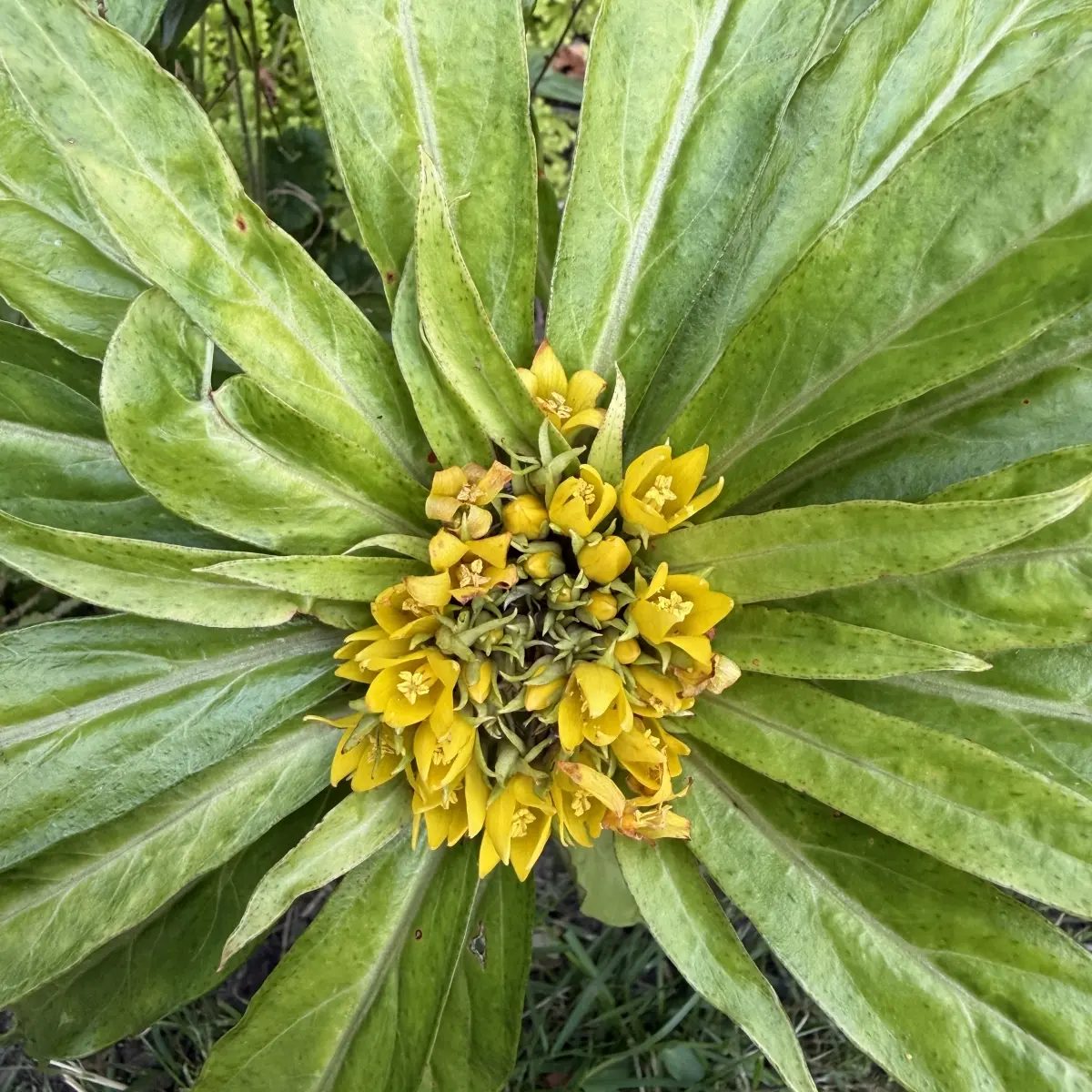 Lysimachia paridiformis var. stenophylla (Wederik), geel bloeiend