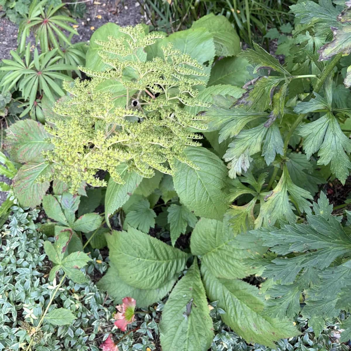 Rodgersia pinnata (Schout-bij-nacht), roze bloeiend