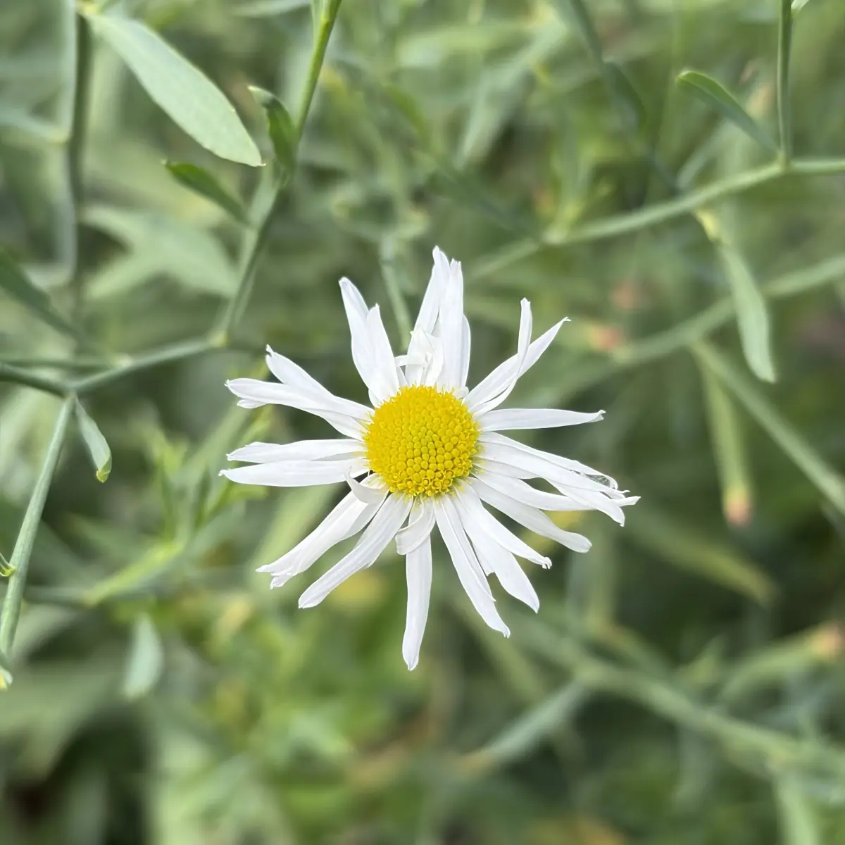 Boltonia asteroides (Schijnaster), wit bloeiend