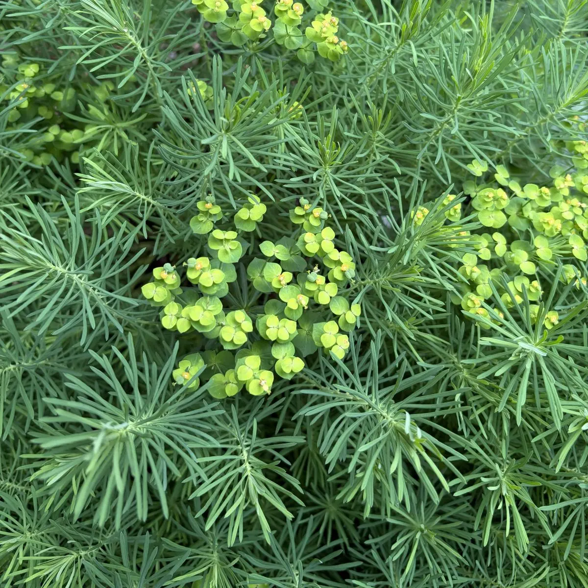 Euphorbia cyparissias (Wolfsmelk), geelgroen bloeiend