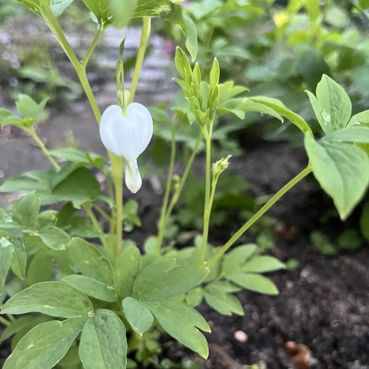 Dicentra spectablis ‘Alba’ (Gebroken hartje), wit bloeiend