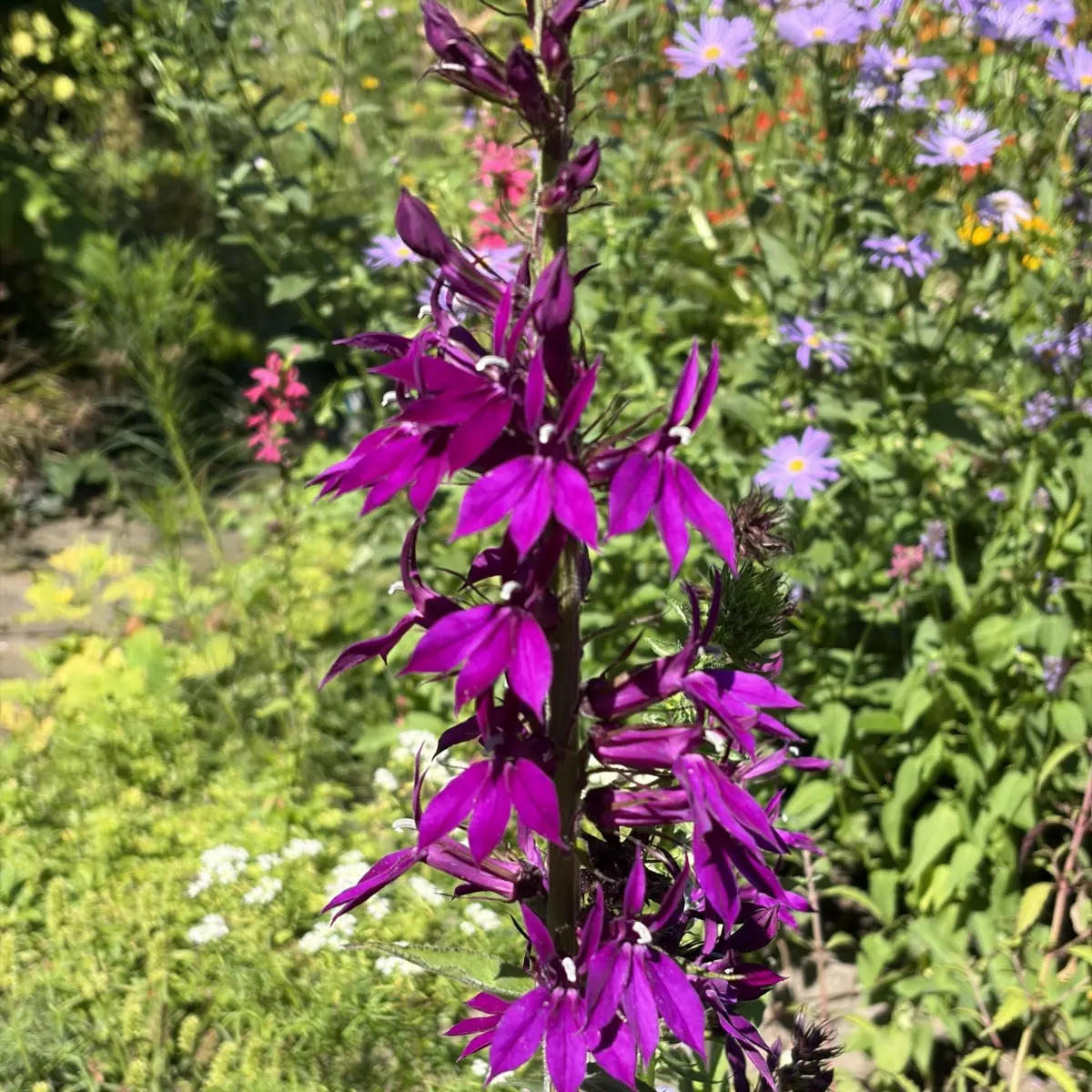 Lobelia ‘Hadspen Purple’ (Prachtlobelia), paars bloeiend