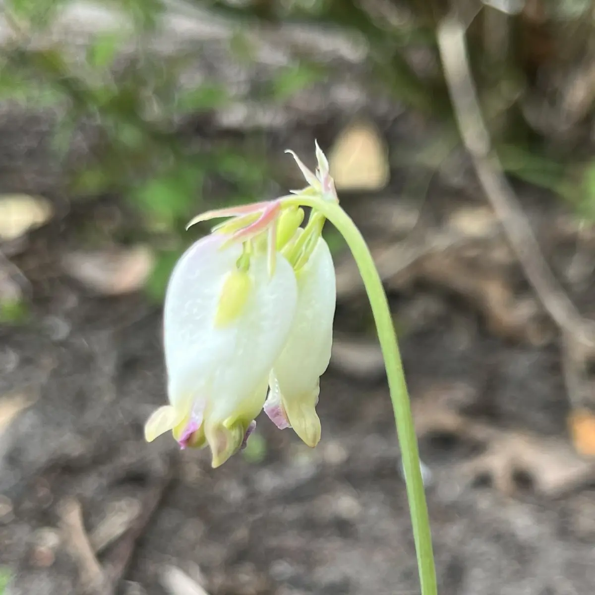 Dicentra formosa ‘Aurora’ (Gebroken hartje), wit bloeiend