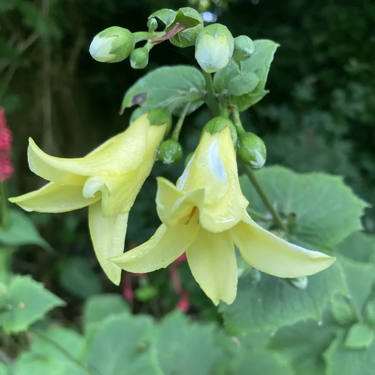 Kirengeshoma palmata (Japanse wasbloem), geel bloeiend