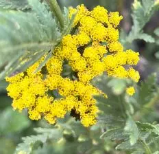 Achillea filipendulina ‘Parker’s Var’ (Duizendblad), goudgeel bloeiend