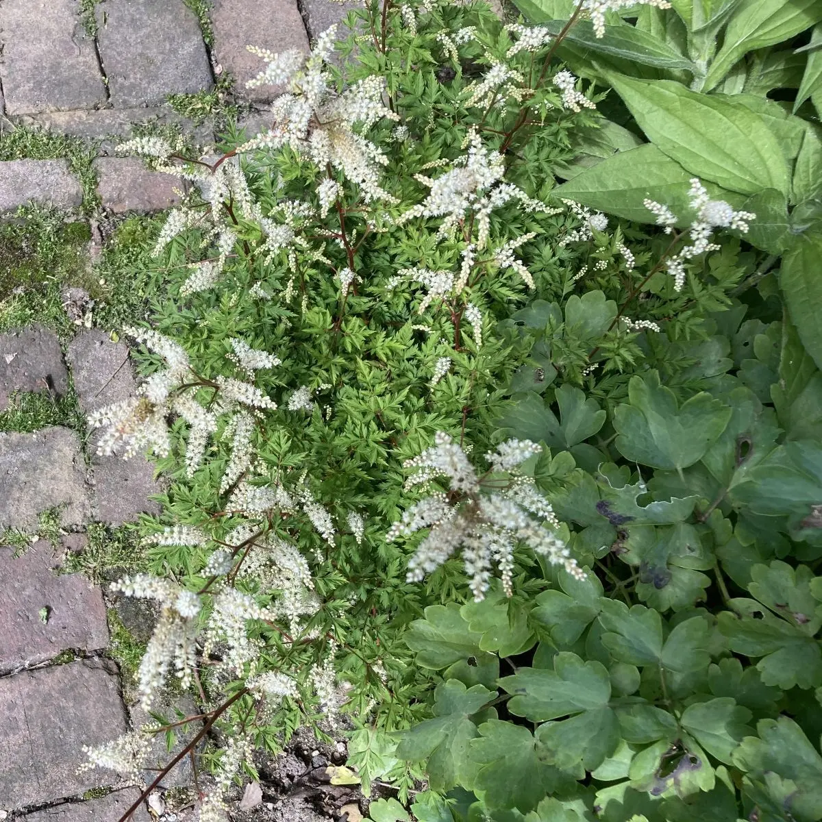 Aruncus aethusifolius (Geitenbaard), wit bloeiend