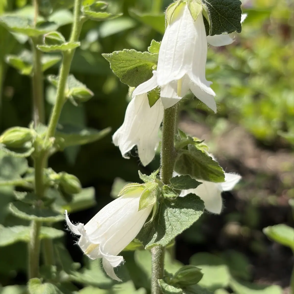 Campanula makaschvilii (Klokjesbloem), wit bloeiend