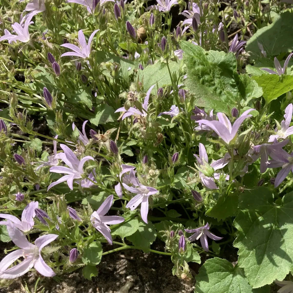 Campanula poscharskyana ‘Lisduggan Variety’ (Klokjesbloem), lila bloeiend