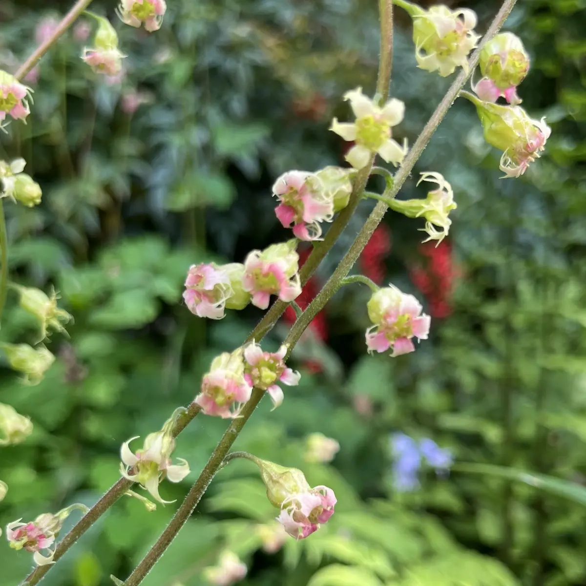 Tellima grandiflora ‘Rubra’ (Franjekelk), roze bloeiend