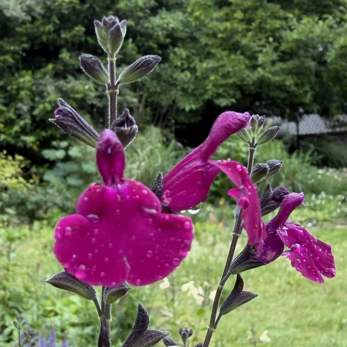 Salvia x jamensis ‘Violette de Loire’ (Salie), paars bloeiend