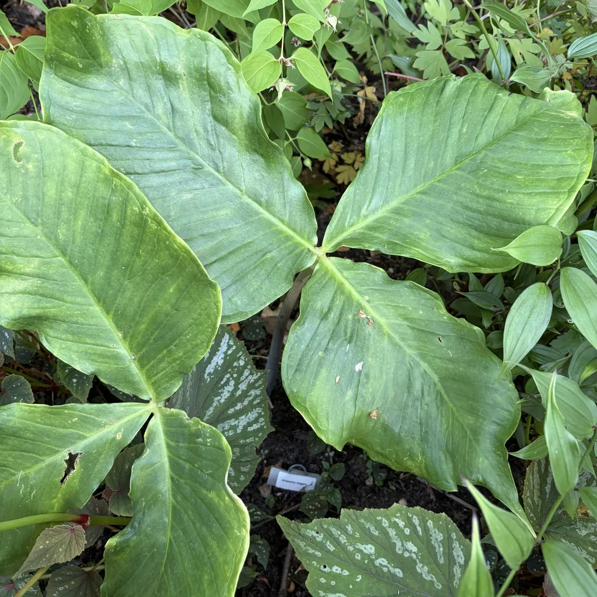 Arisaema ringens (Jan op de preekstoel), paars wit en groen bloeiend