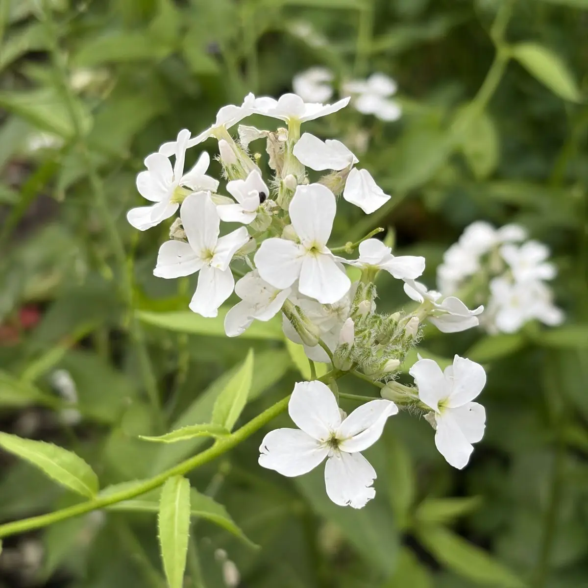 Hesperis nivea (Damastbloem), wit bloeiend