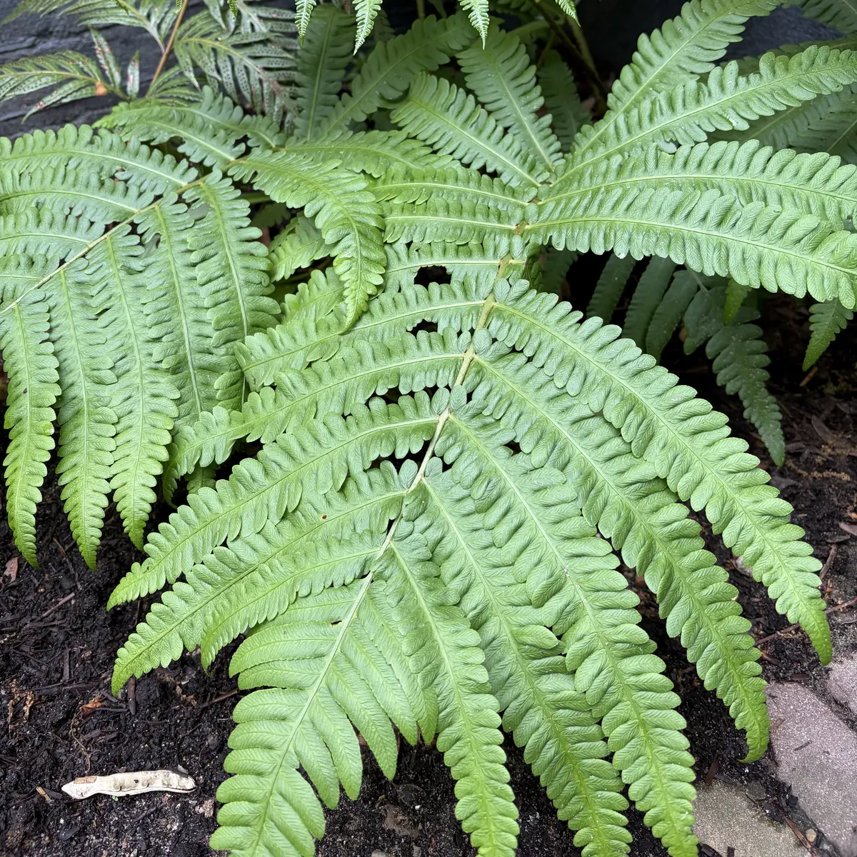 Dryopteris filix-mas (Mannetjesvaren), geen bloeiend