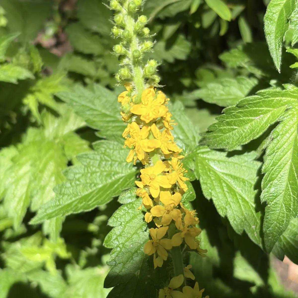 Agrimonia eupatoria (Agrimonie), geel bloeiend