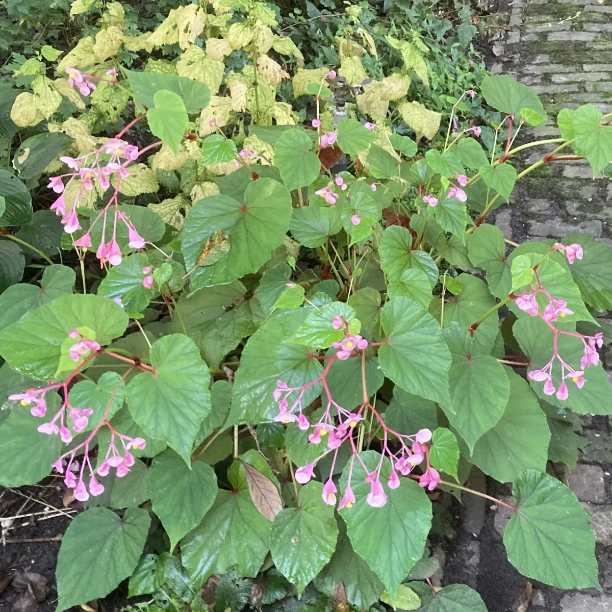 Begonia grandis evansiana (Tuinbegonia), roze bloeiend