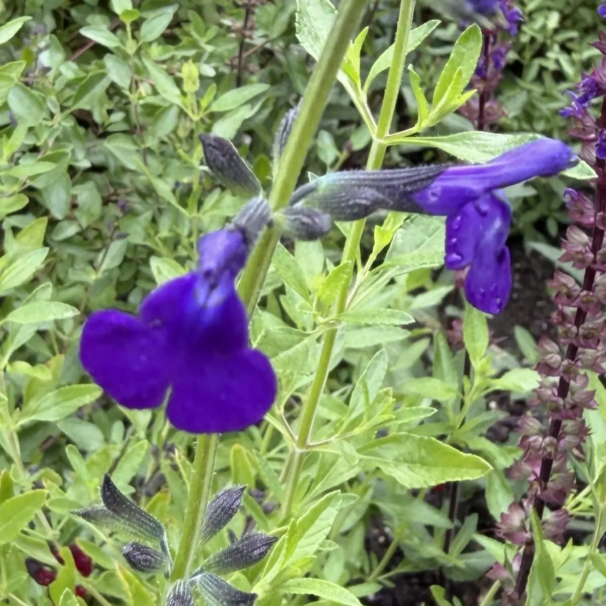 Salvia microphylla ‘Blue Monrovia’ (Salie), blauw bloeiend