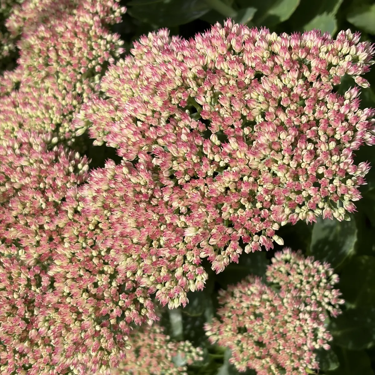 Sedum telephium ‘Herbstfreude’ (Hemelsleutel - vetkruid), roze bloeiend
