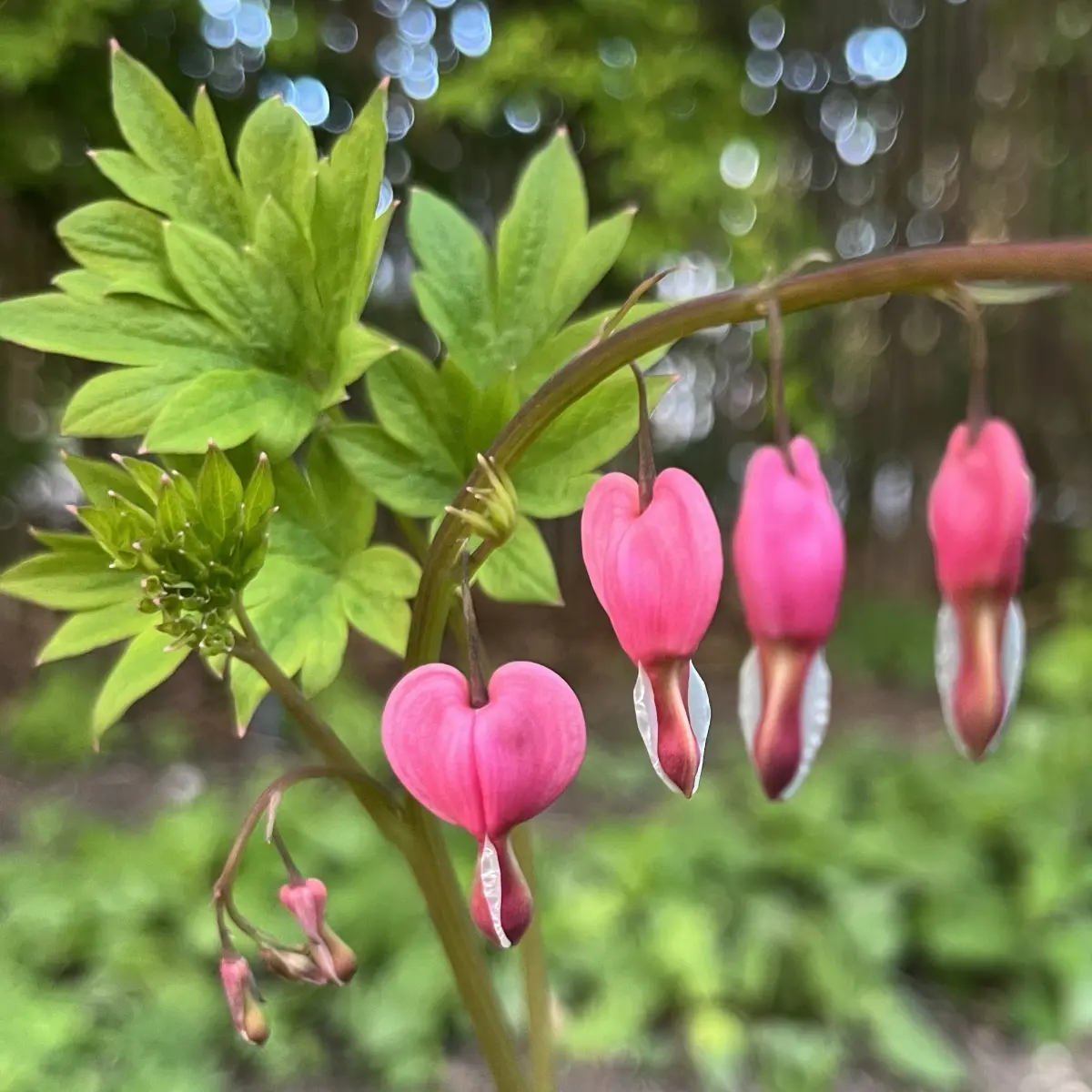 Dicentra spectablis ‘Gold Heart’ (Gebroken hartje), roze  en wit bloeiend