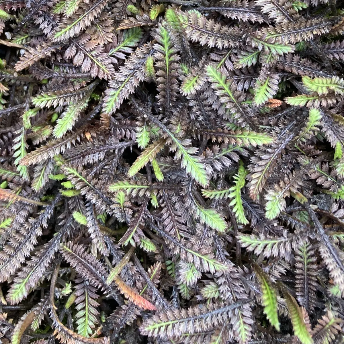 Leptinella squalida ‘Platt’s Black’ (Koperknoopje), geel bloeiend