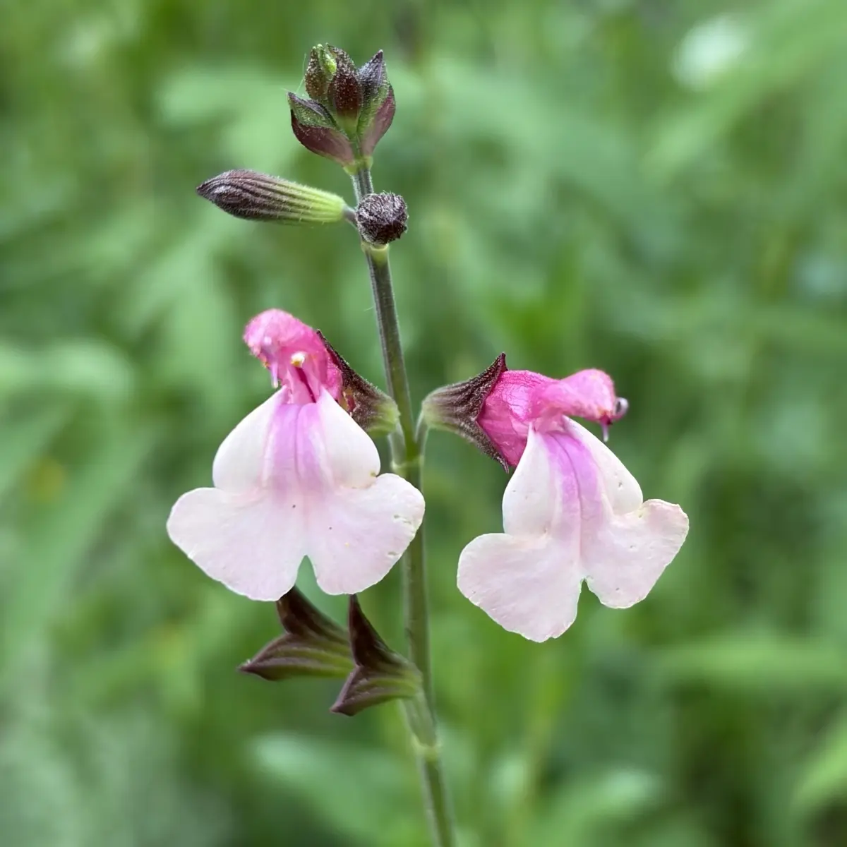 Salvia microphylla ‘Delice Gold and Wine’ (Salie), roze en creme geel bloeiend