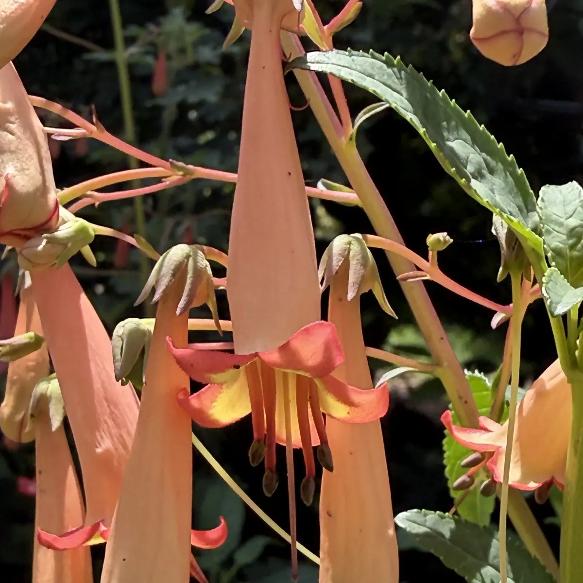 Phygelius x rectus ‘Jodie Southon’ (Kaapse fuchsia), zacht abrikoos bloeiend