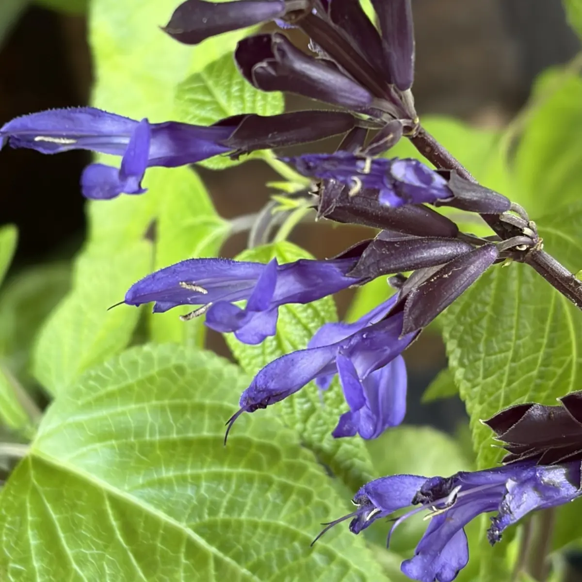 Salvia guaranitica ‘Black and Bloom’ (Salie), paarsblauw bloeiend