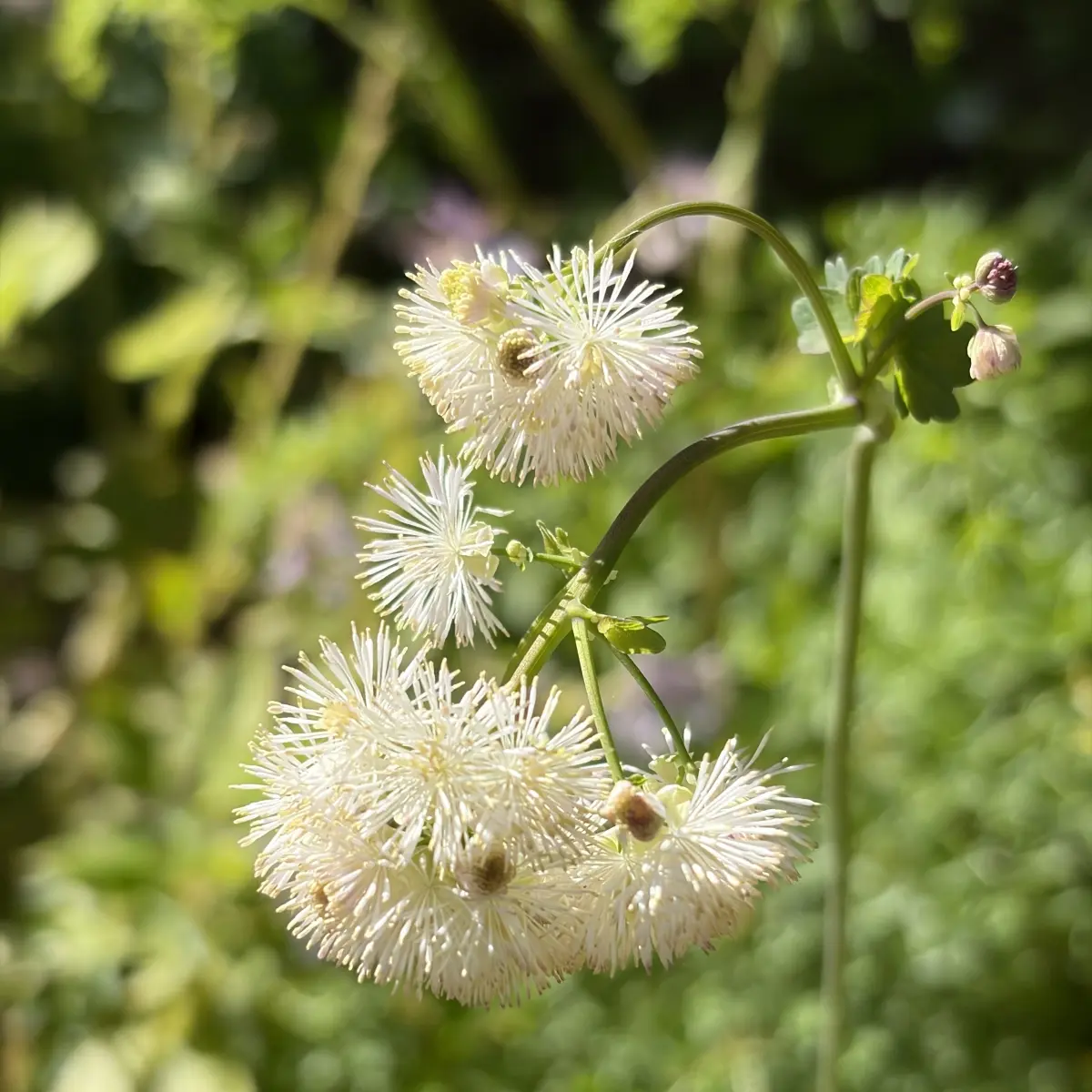 Thalictrum aguilegifolium ‘Nimbus White’ (Akeleiruit), wit bloeiend