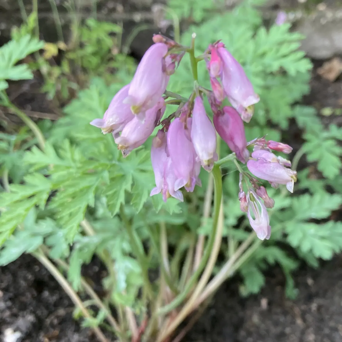 Dicentra formosa ‘Angels Aura’ (Gebroken hartje), roze bloeiend