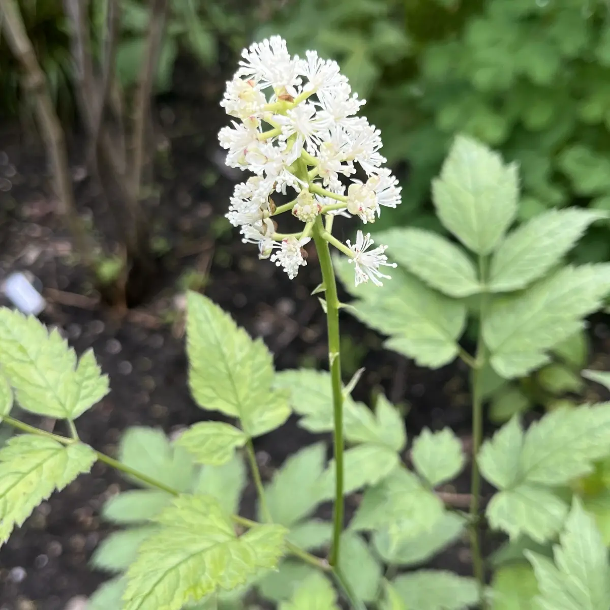 Cimicifuga (Actaea) japonica 'Silver Dance' (Zilverkaars), wit bloeiend