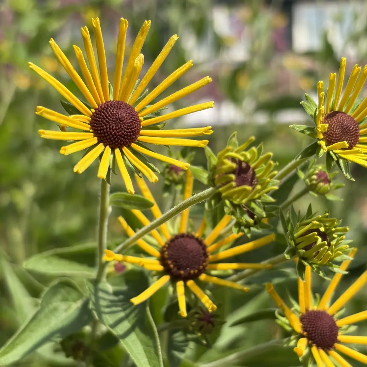 Rudbeckia subtomentosa ‘Henry Eilers’ (Zonnehoed), geel bloeiend