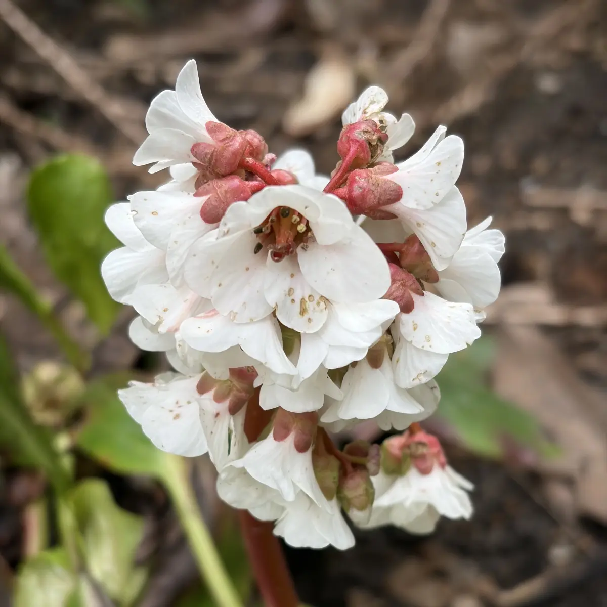 Bergenia 'Bressingham White' (Schoenlappersplant), wit bloeiend