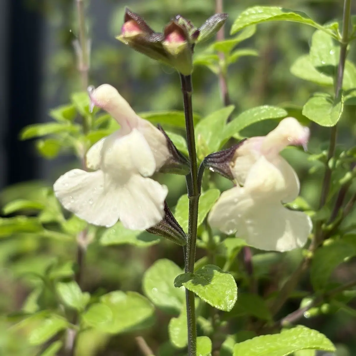 Salvia x jamensis ‘Heatwave Glimmer’ (Salie), crème wit bloeiend