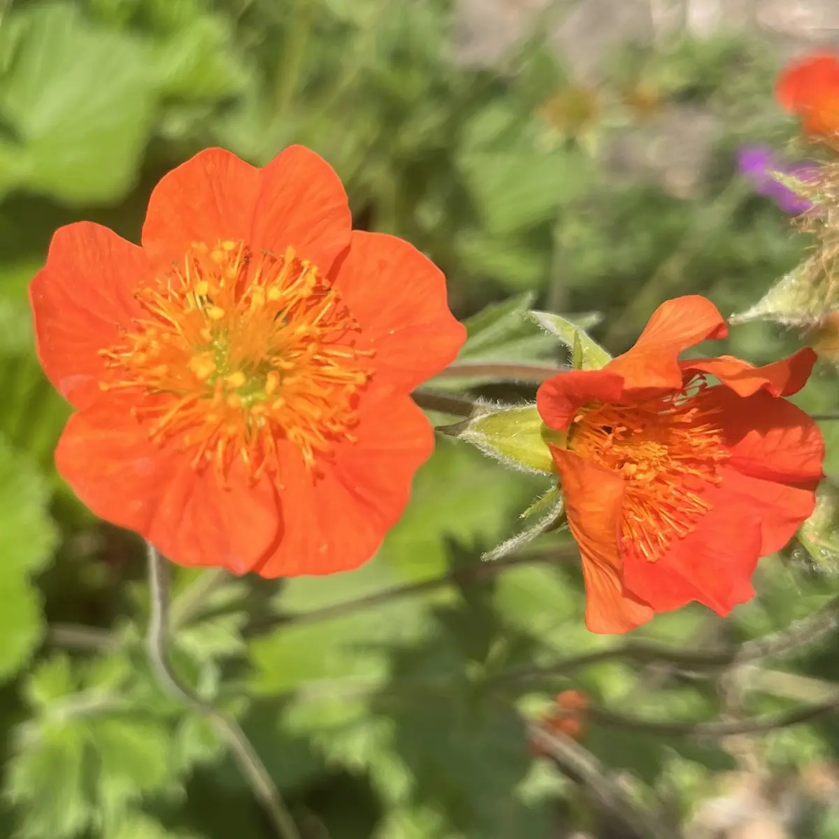 Geum coccineum ‘Borisii’ (Nagelkruid), oranje bloeiend