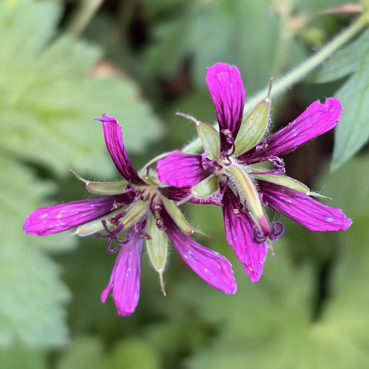 Geranium ‘Catherine Deneuve’ (Ooievaarsbek), magentaroze bloeiend