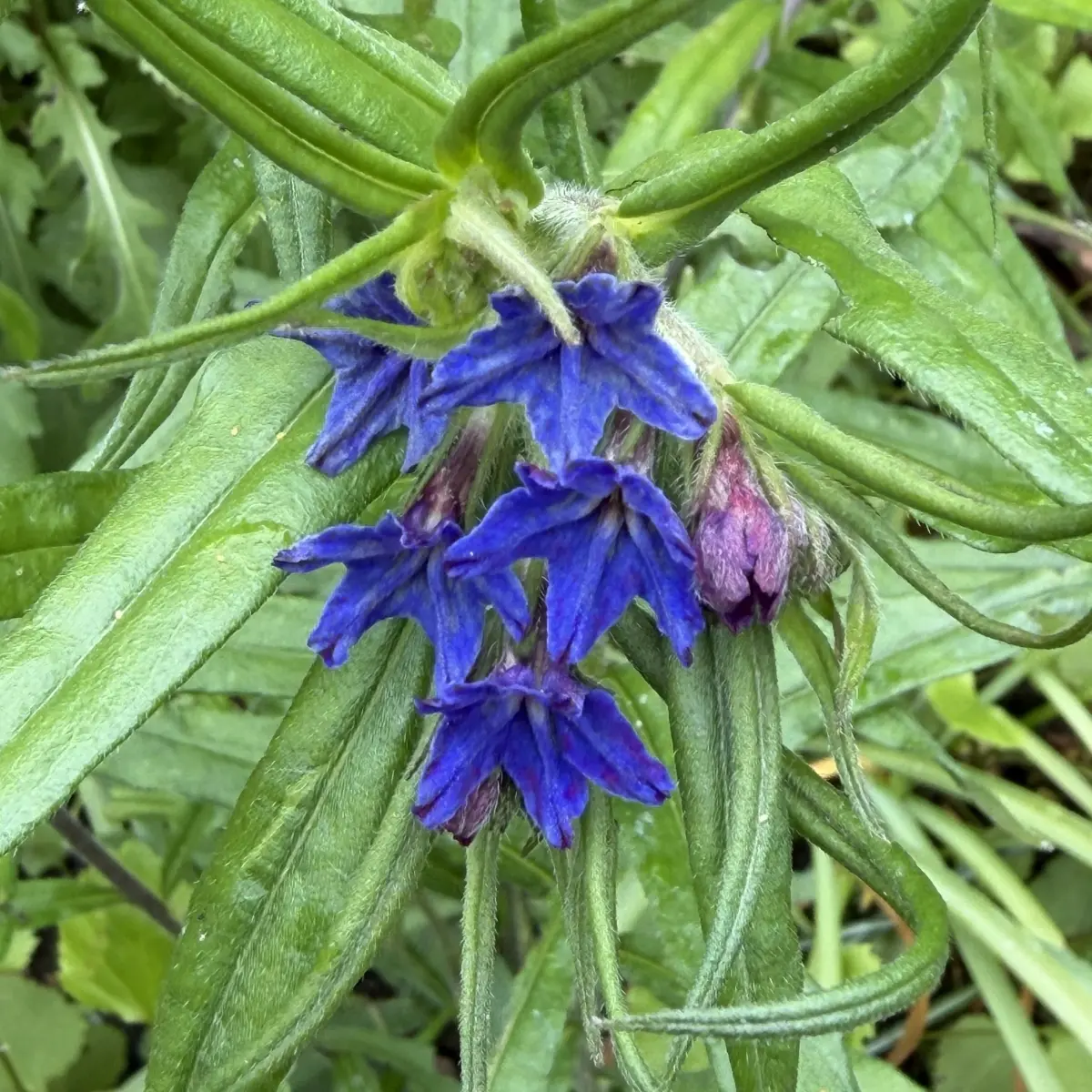 Buglossoides purpurocaerulea (Ruw parelzaad), gentiaan blauw bloeiend