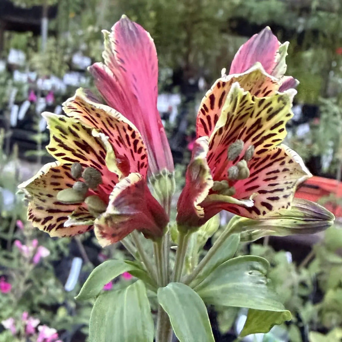 Alstroemeria psittacina (Papegaailelie), rood en paars bloeiend