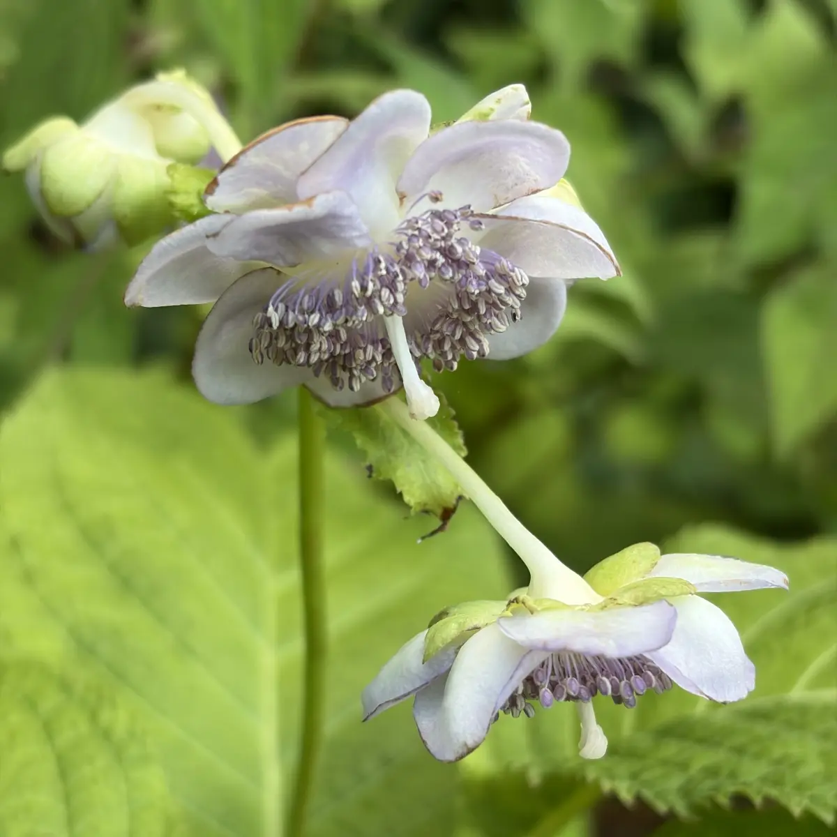 Deinanthe caerulea, violet bloeiend
