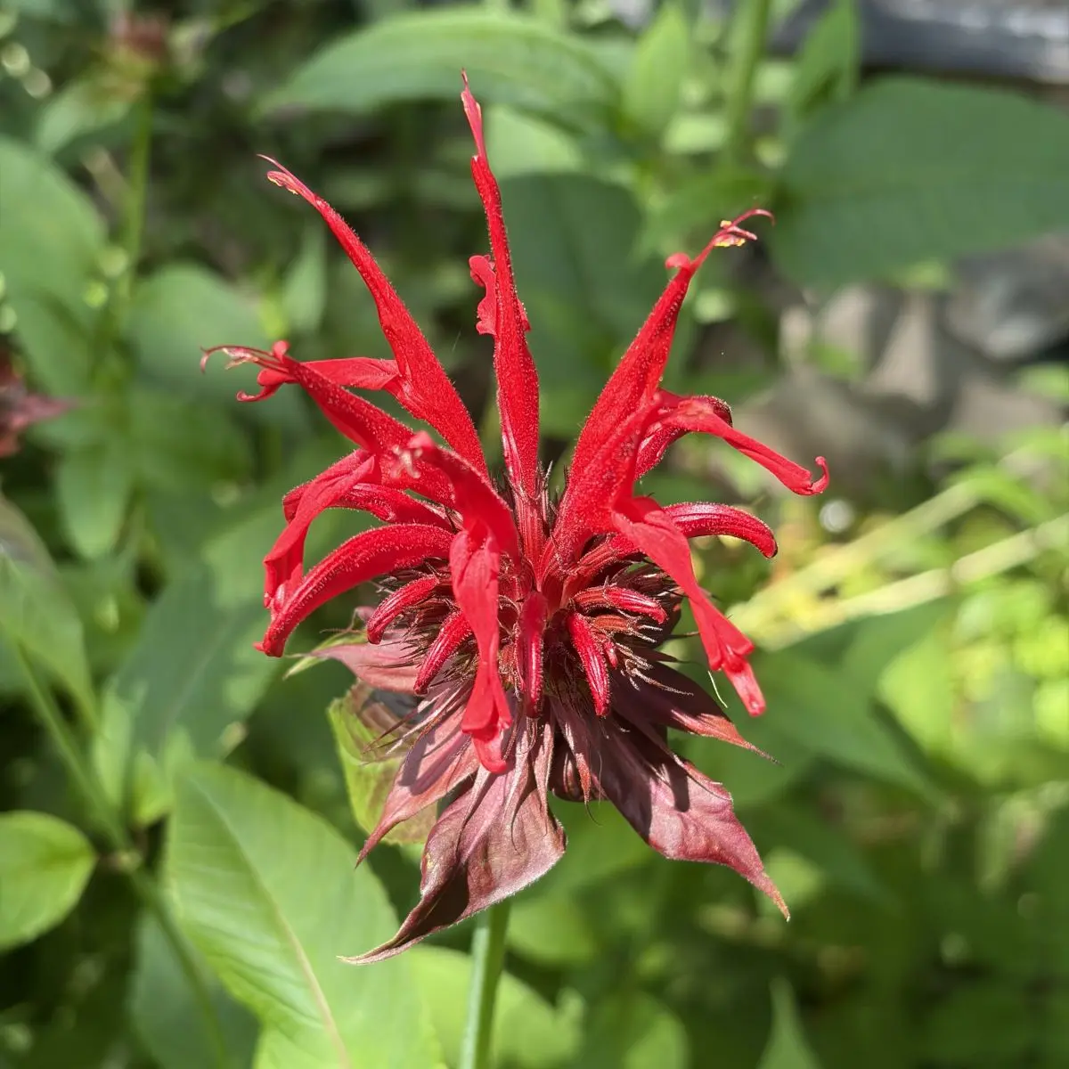 Monarda ‘Jacob Cline’ (Bergamotplant), rood bloeiend