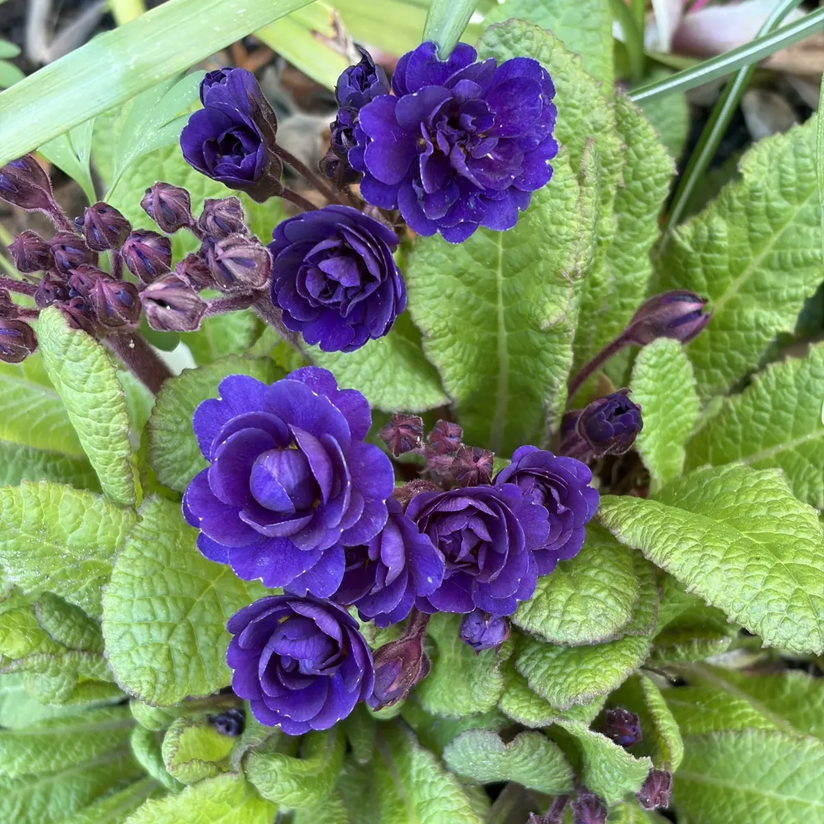 Primula ‘Strong Beer’ (Sleutelbloem), paars bloeiend