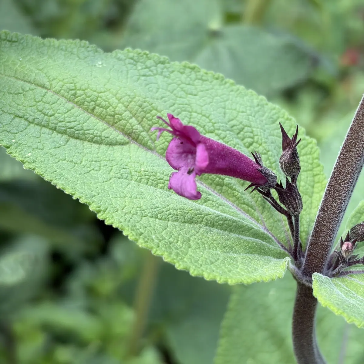 Lepechinia hastata (Valse salie), magentapaars bloeiend
