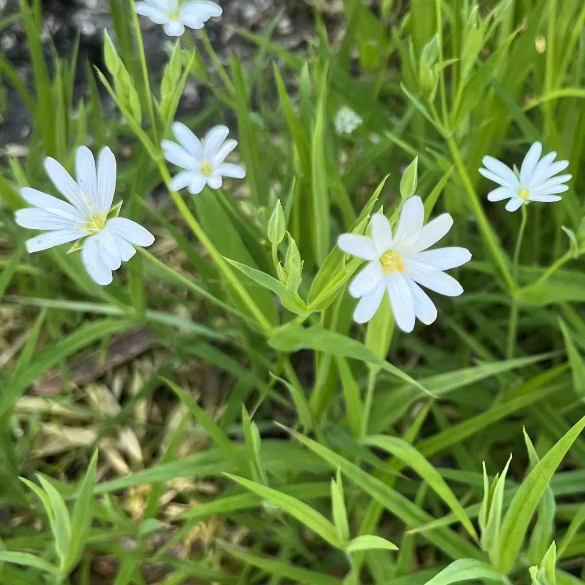 Stellaria holestea (Sterremuur), wit bloeiend