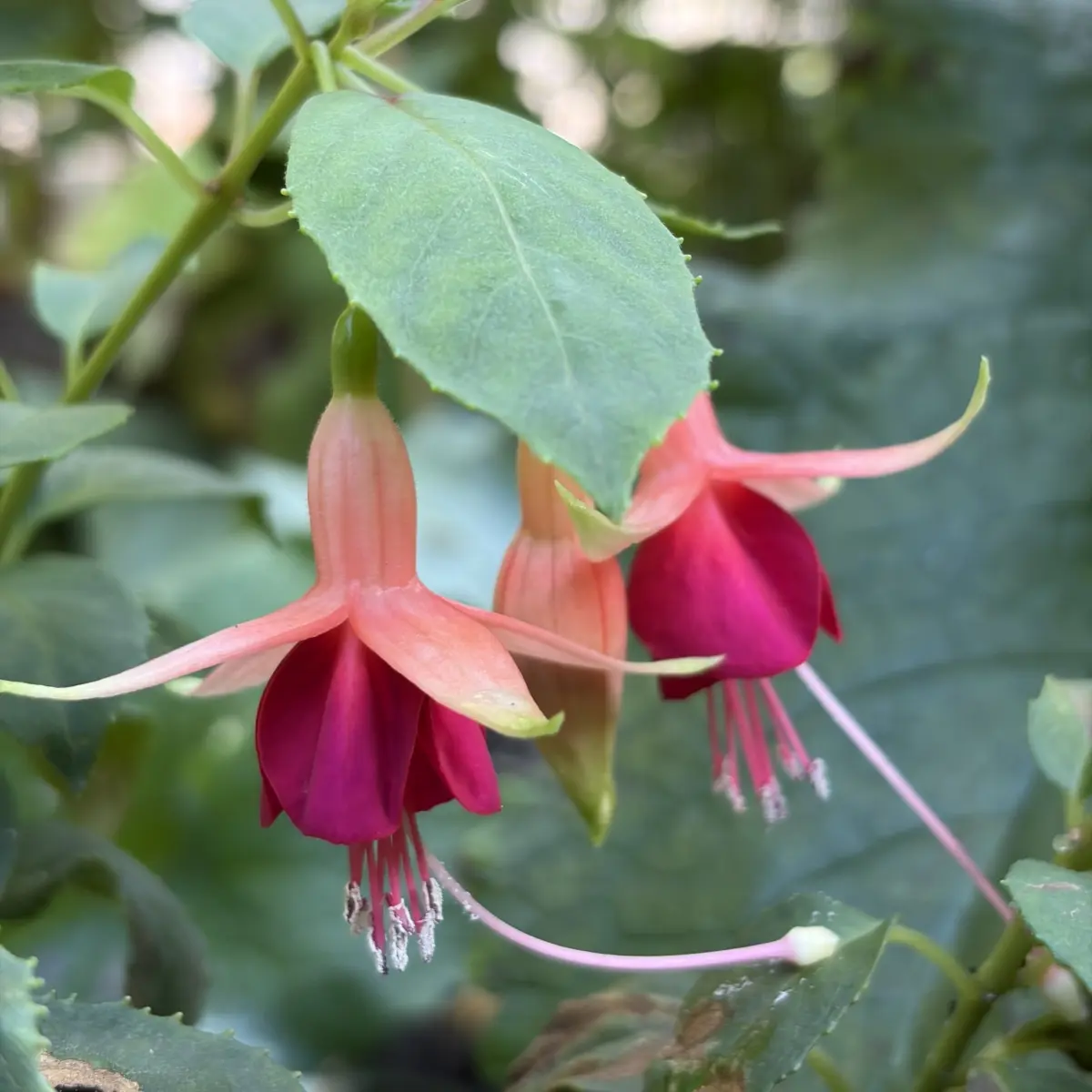 Fuchsia ‘Major Heaphy’ (Bellenplant), oranjerode kelk met geel oranje kroon bloeiend