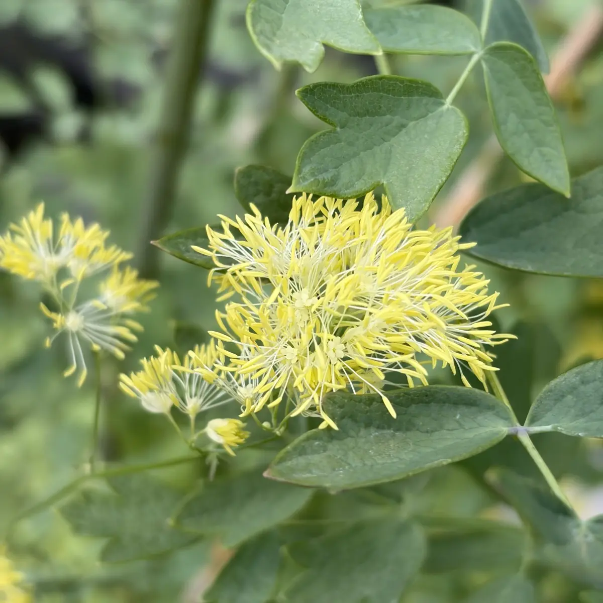 Thalictrum sphaerostachyum (Ruit), lichtgeel bloeiend