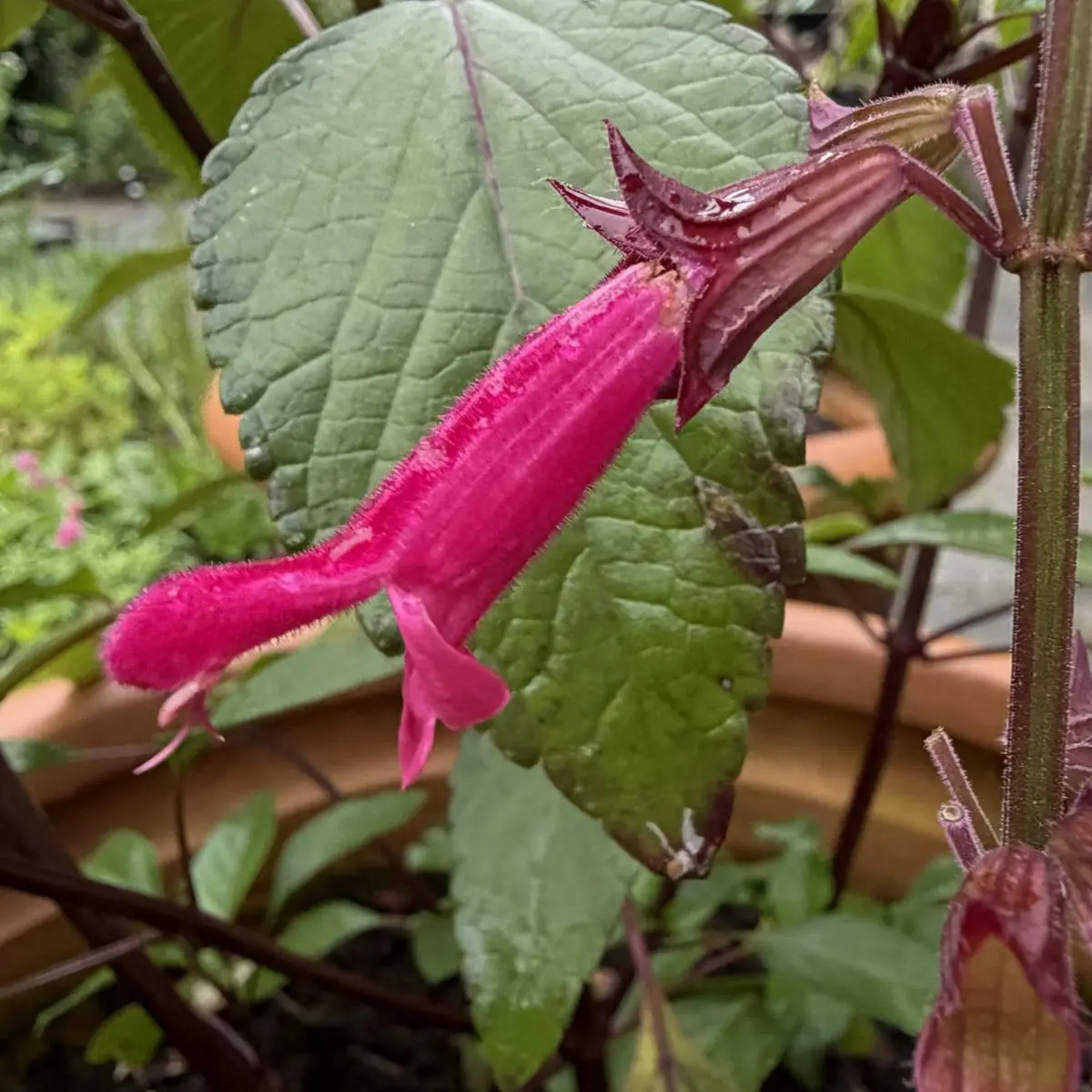 Salvia ‘Wendy’s Wish’ (Salie), roze bloeiend