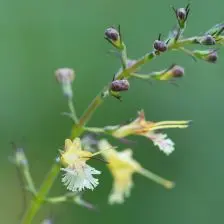 Collinsonia canadensis (Steenwortel), geel en wit bloeiend