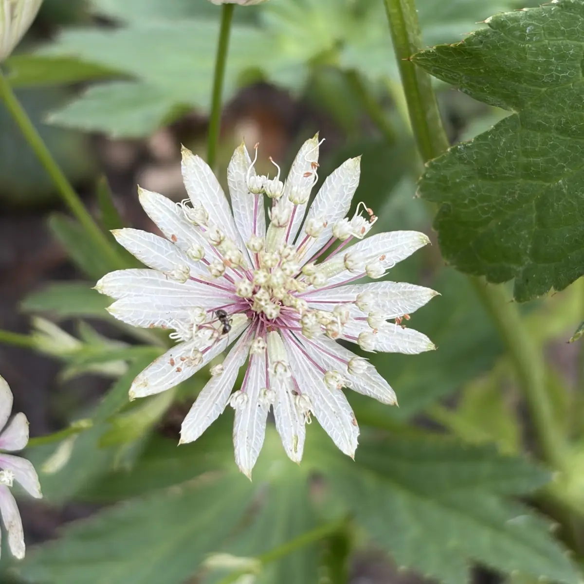 Astrantia major (Zeeuws knoopje), wit bloeiend