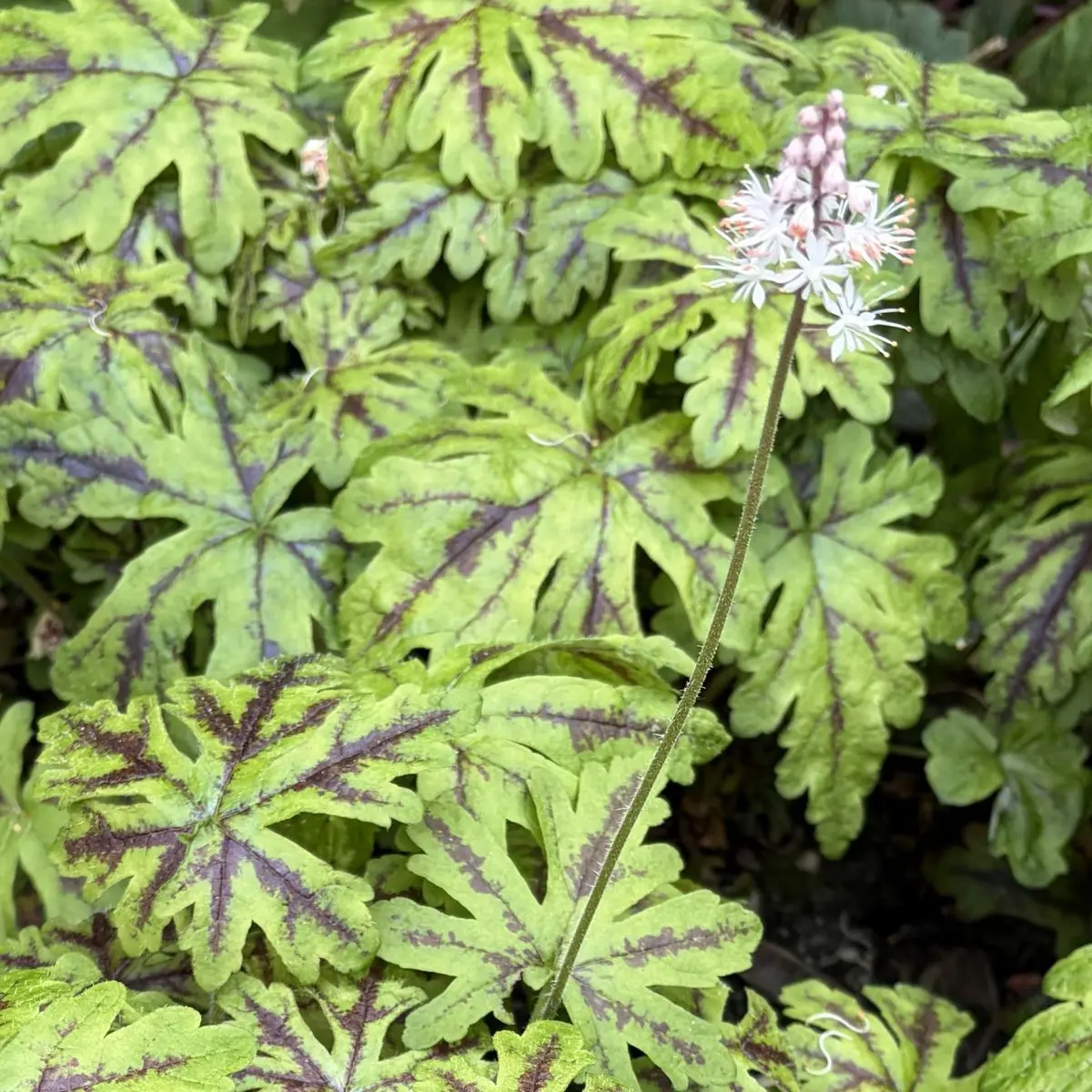 Tiarella ‘Emerald Ellie’ (Schuimbloem), wit en roze bloeiend