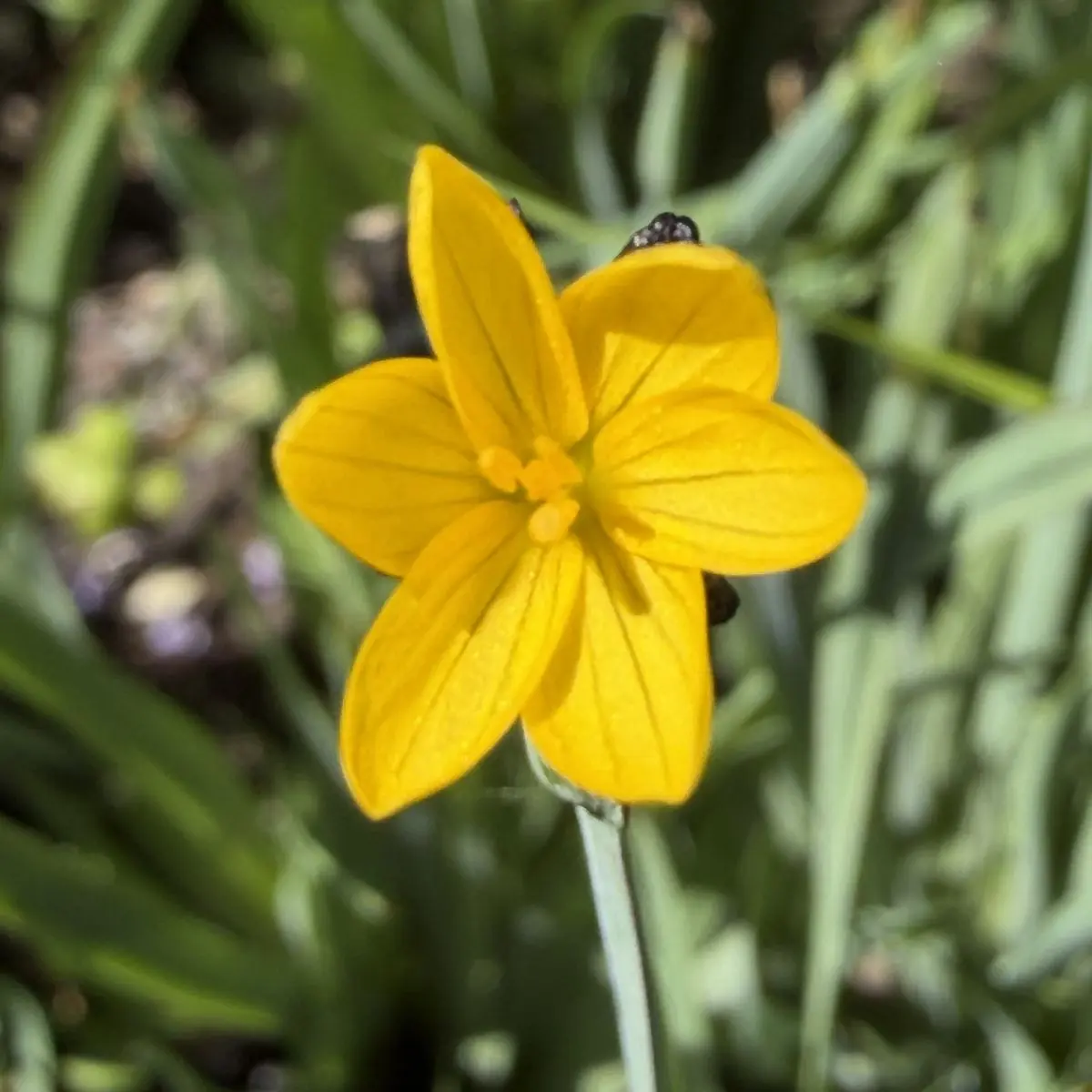 Sisyrinchium californicum (Bieslelie), geel bloeiend