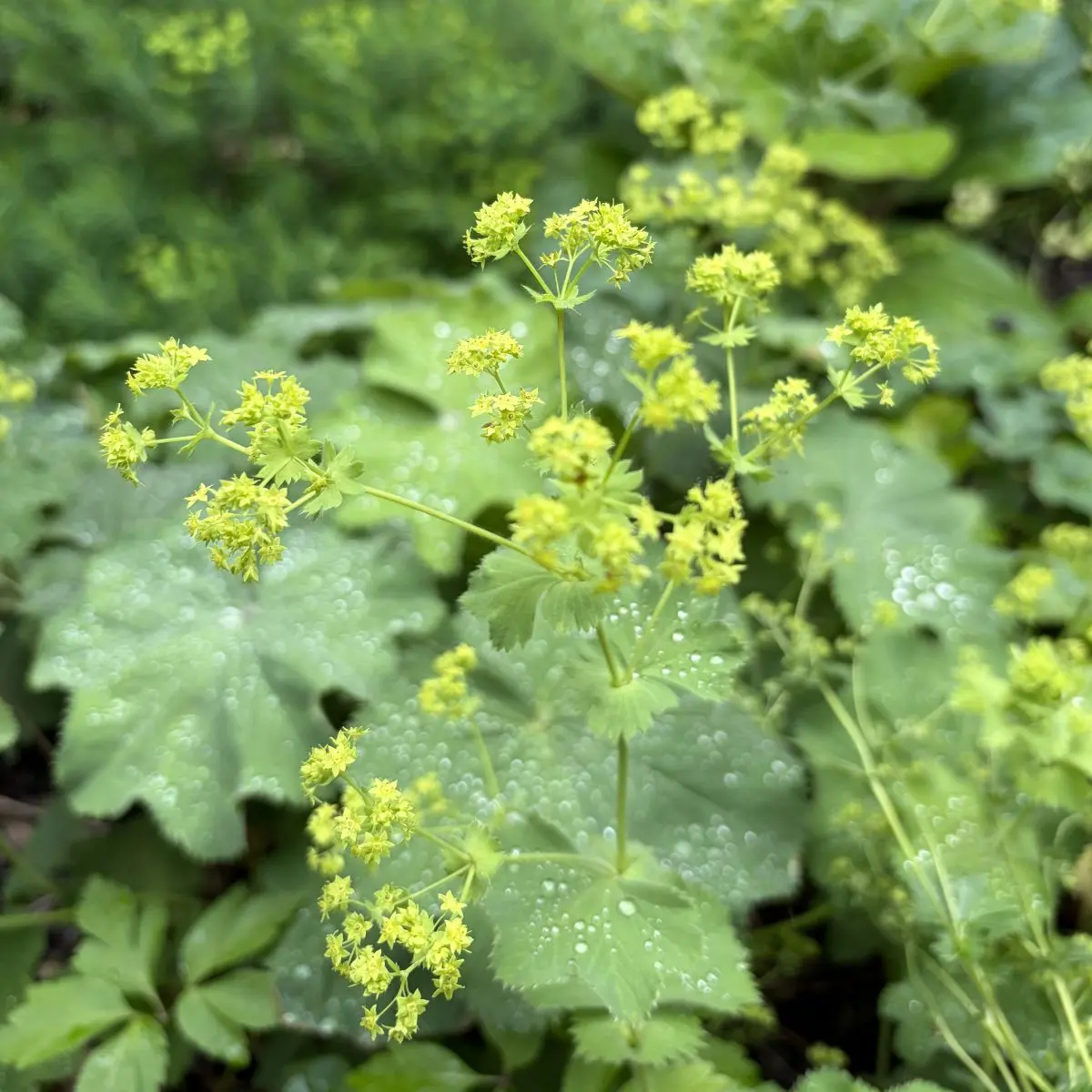 Alchemilla mollis (Vrouwenmantel), geel bloeiend
